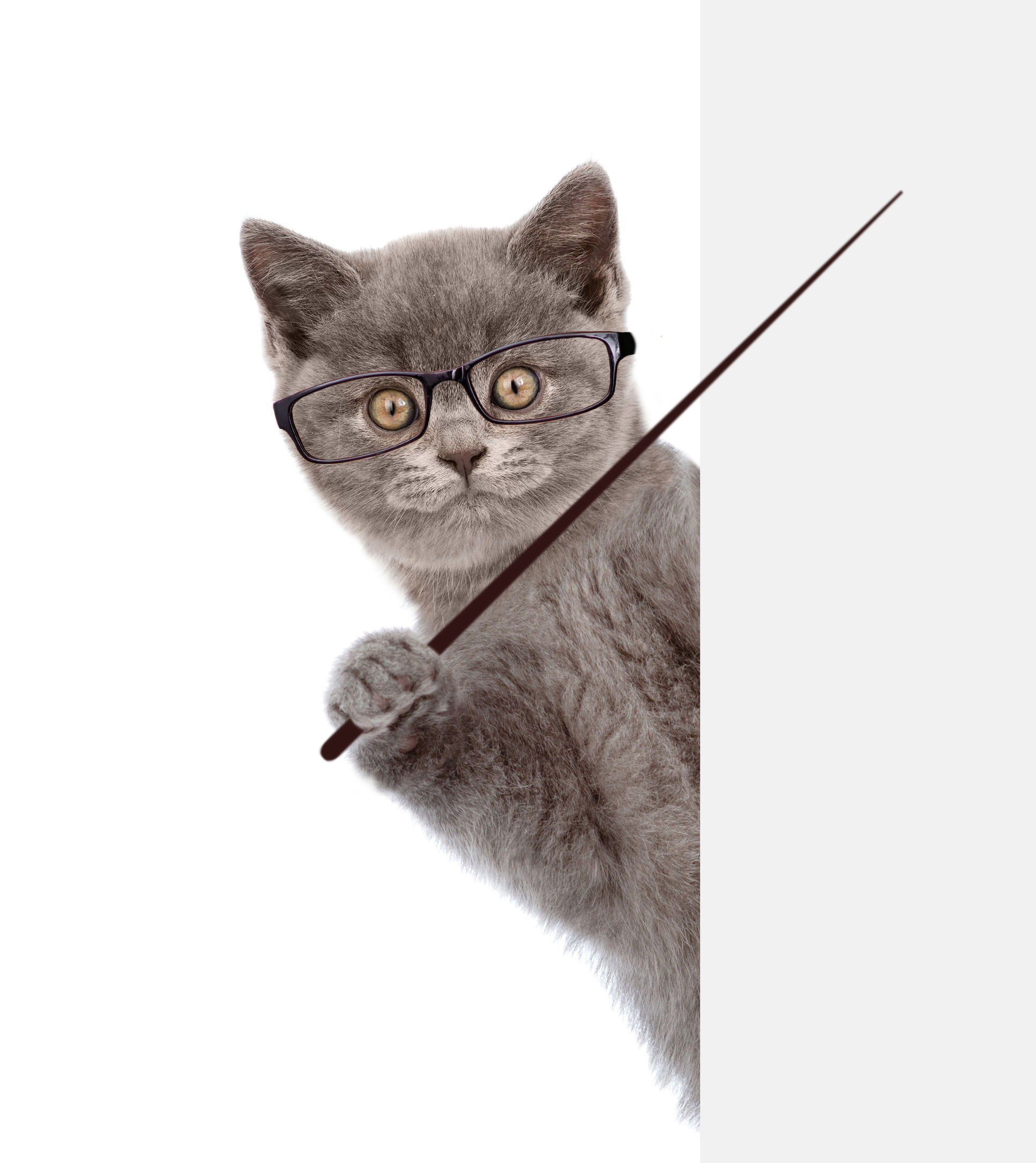 Cat holding pointer and pointing at content